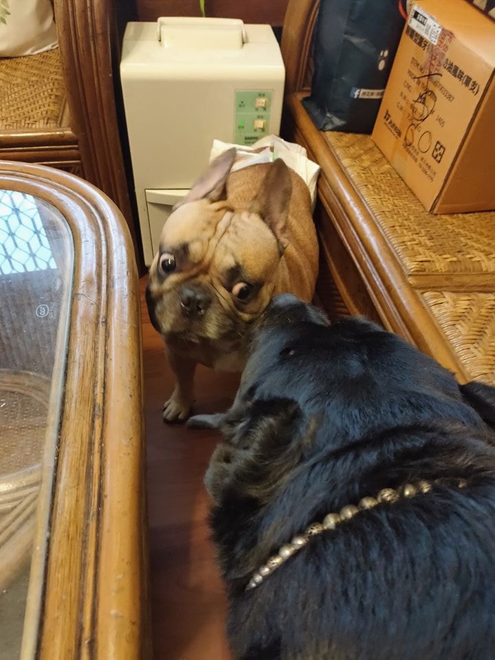 罗威纳犬被打,罗威纳挑衅斗犬