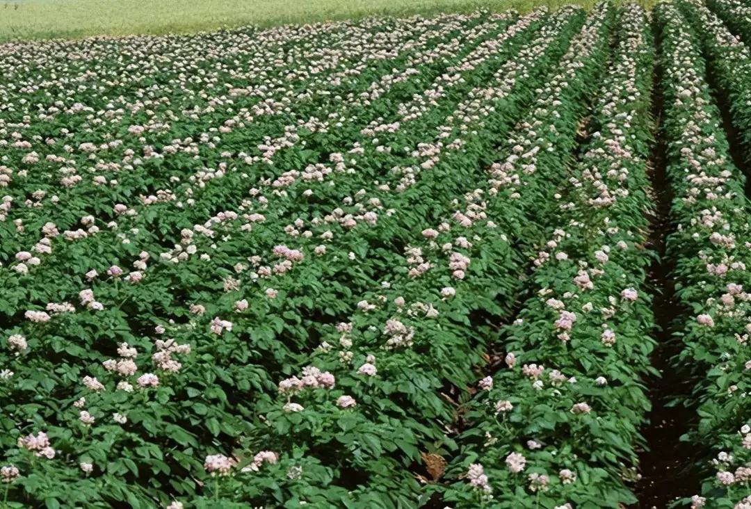 种植马铃薯教程全过程视频,请教你种植土豆的方法