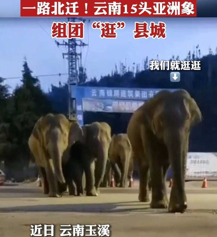 云南象群迁徙事故,云南象群破坏庄稼