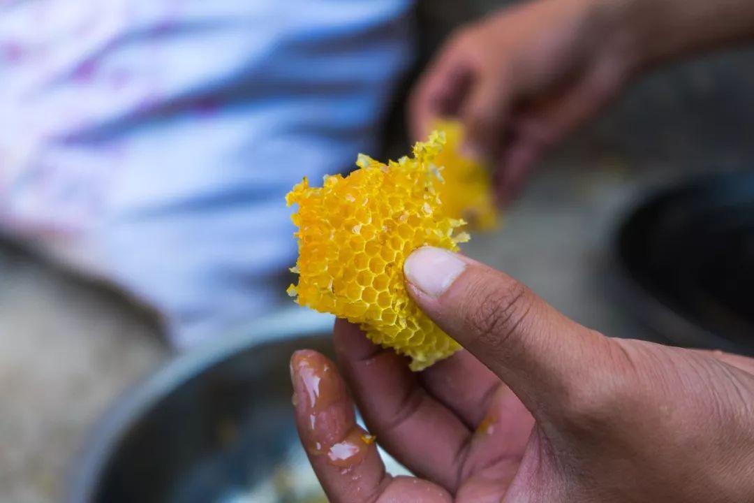 土蜂蜜的取蜜全过程,土蜂蜜取蜜全过程记录