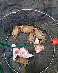 墨尔本捕蟹,墨尔本抓帝王蟹