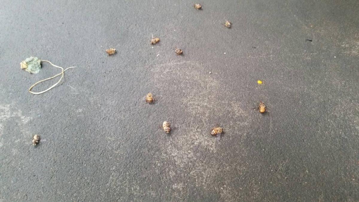 秋季蜜蜂大量死亡怎么解决,蜜蜂死亡的十大原因