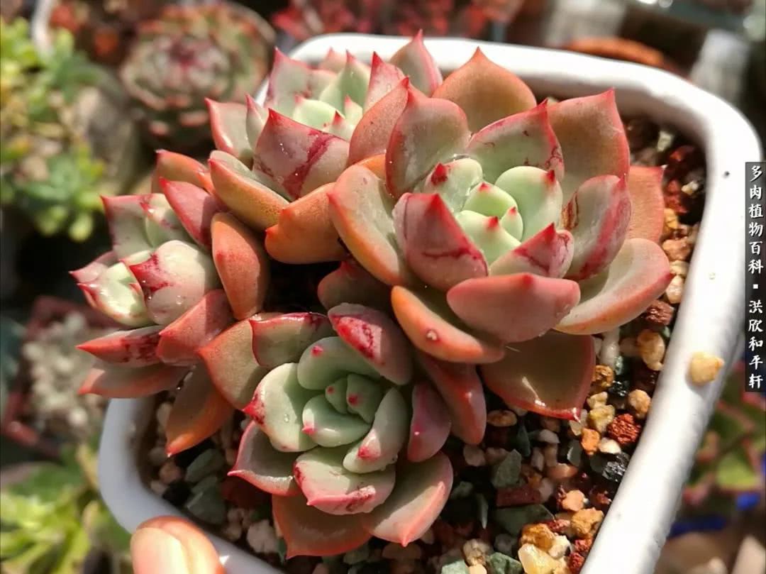 多肉的四季轮回,四季轮回多肉