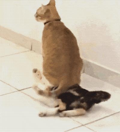 自从有了橘猫,我终于体会到什么叫“十橘九渣”!