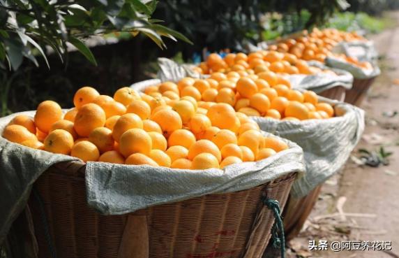 家养盆栽桔子树不开花结果,盆栽柑橘树怎么养