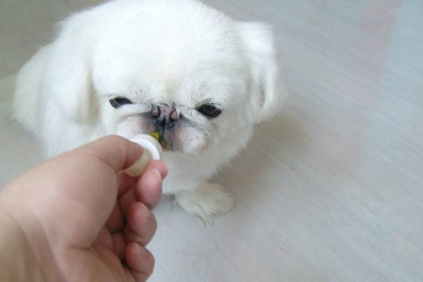 小狗狗感冒了打什么针,小狗感冒必须在多长时间后治疗