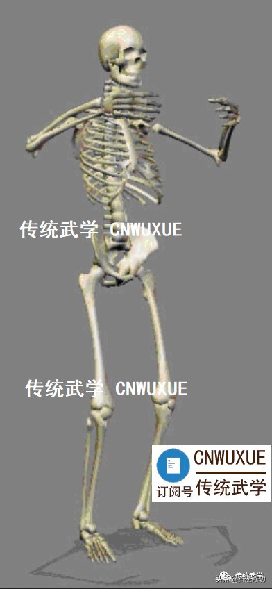 站桩要诀,站桩时身体要上下起伏吗