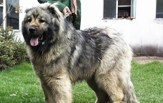 世上最罕见的狗品种图片,全世界狗品种视频