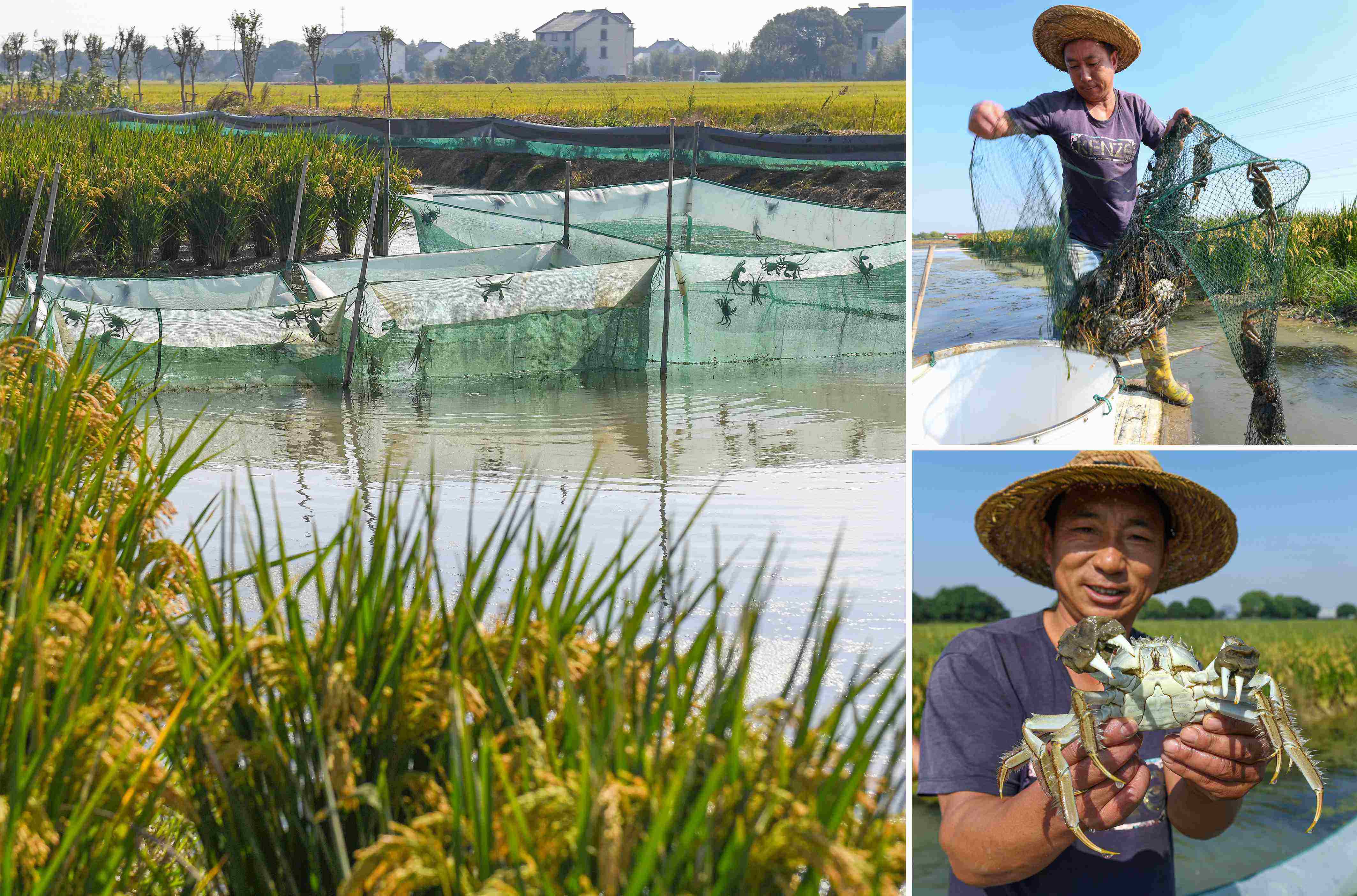 乡村旅游典型模式范例图,城市依托型旅游