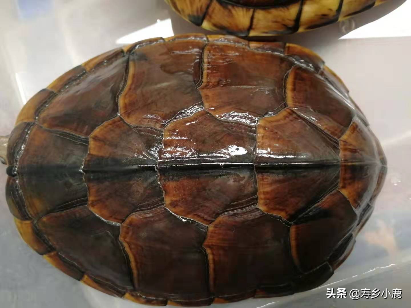 石金钱龟价格暴涨和暴跌的背后，真正的推手是谁？帮凶是谁？