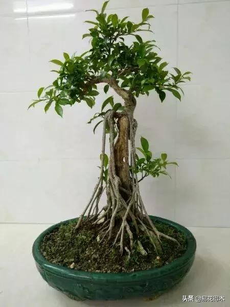 墙角榕树盆景,绝无仅有的榕树盆景