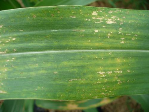 玉米叶子上有黄点怎么回事,玉米叶子上起疙瘩怎么办