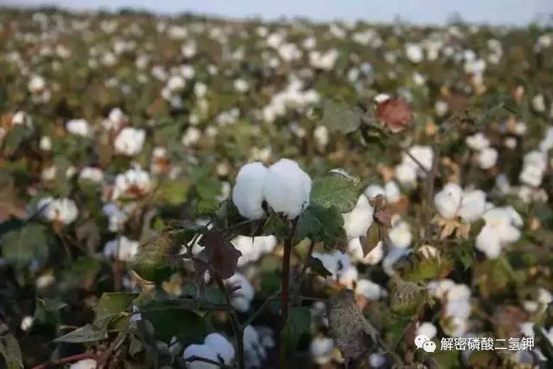 磷酸二氢钾在作物成熟期使用配方 (磷酸二氢钾适合哪些农作物怎么用)