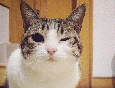 猫咪狗狗眼屎多是怎么回事,狗狗眼睛红肿是怎么回事