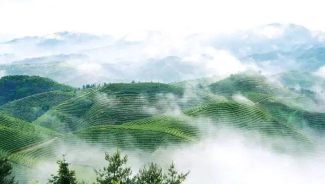 贵州春茶上新,贵州春茶排行榜每一款都鲜气十足