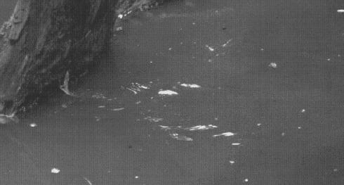 直立奔跑的壁虎,壁虎为什么能在水面上