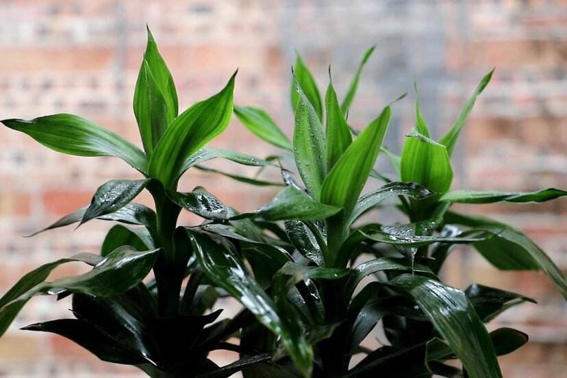 适合一年四季懒人养的绿植,这些绿植养在家里高级又实用