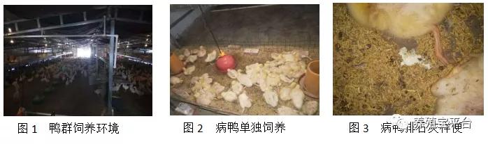 鸭霍乱怎么治疗最有效,鸭霍乱治疗最佳方法