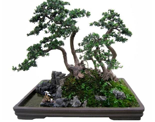 罗汉松干叶如何解决,罗汉松粗枝多如何留枝