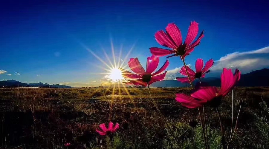 作家九先生:贼生茂（小小说）春花误（五首）‖宁古塔作家