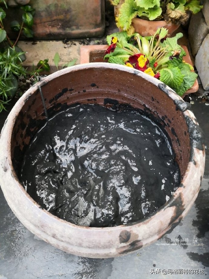 我的碗莲种子,碗莲的种植方法新手必看