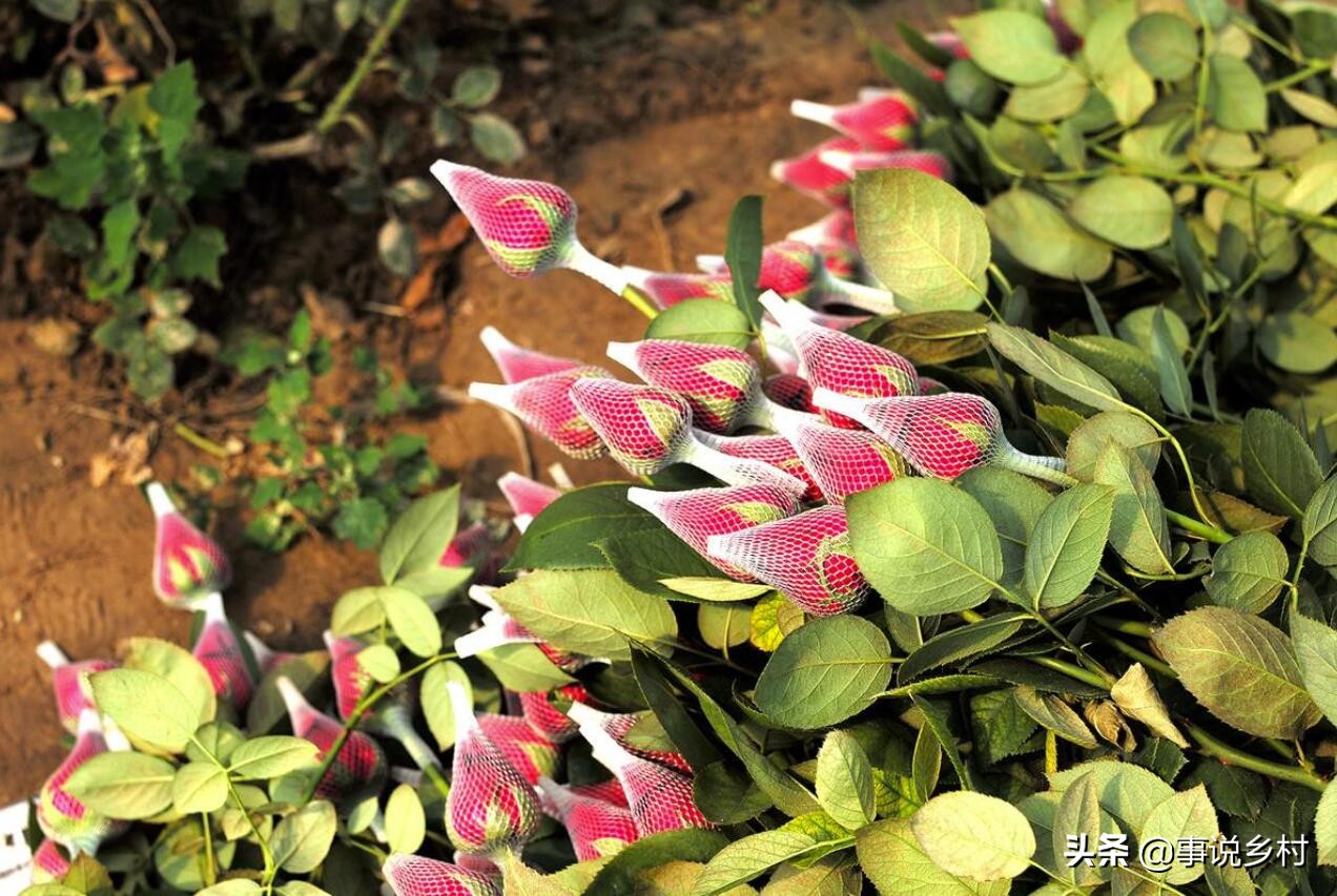 玫瑰花怎样修剪才可以重新长枝条,玫瑰花一枝开三个花苞要修剪吗