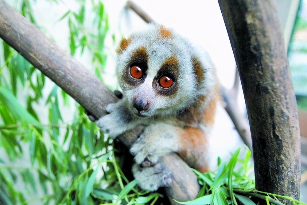 盘点那些比你想象中还可爱的动物,你可能从未听说过的六种可爱动物