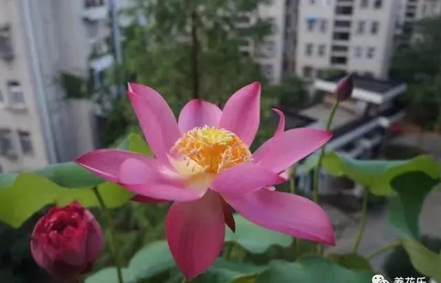 碗莲能养小鱼吗,一缸碗莲养几条小鱼