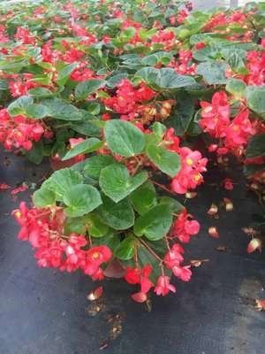 四季海棠各种颜色重瓣,好养好看大花重瓣四季海棠