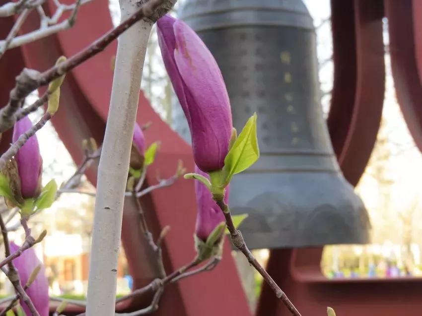 天津私立高中南开翔宇学校,天津市高级中学