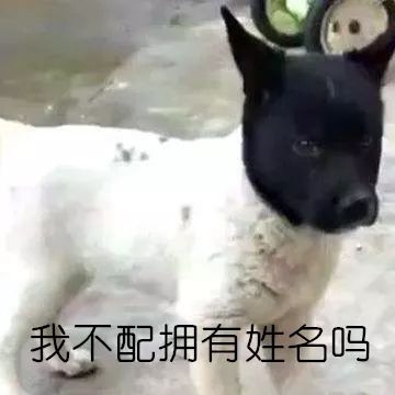 什么样才算纯种狗？纯种狗是怎么培育出来的？