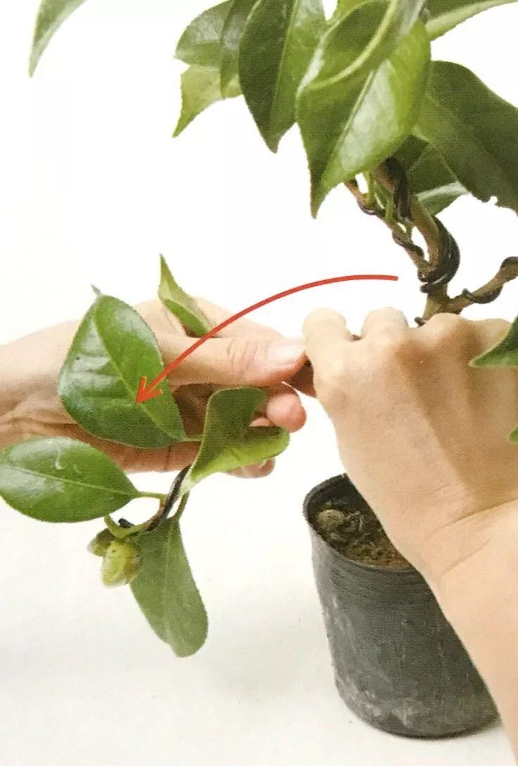 盆景粗枝拿弯的造型,盆景造型细长直杆