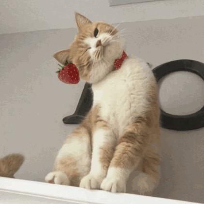 养猫省钱的10个方法,怎么养好一只一个月的猫