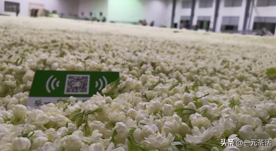 非遗花茶,非遗茉莉花茶技艺