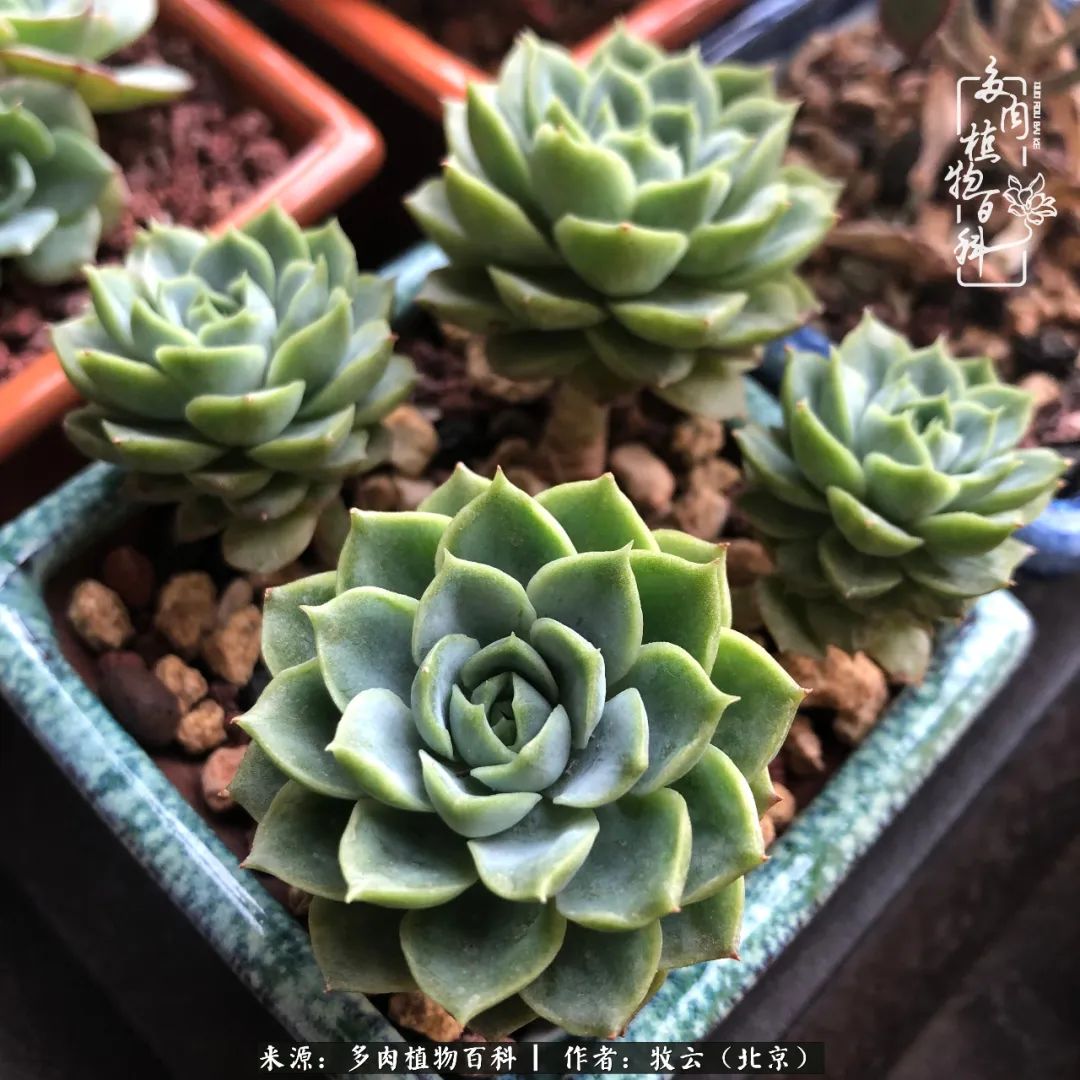 多肉植物一样的生机勃勃,多肉生活充满诗意