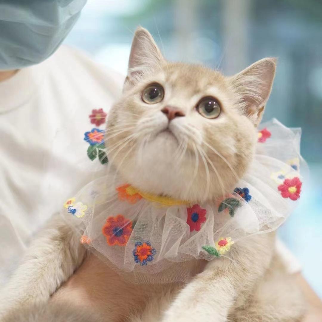 加盟宠物医院菲尔顿宠物药店,菲尔顿宠物招商