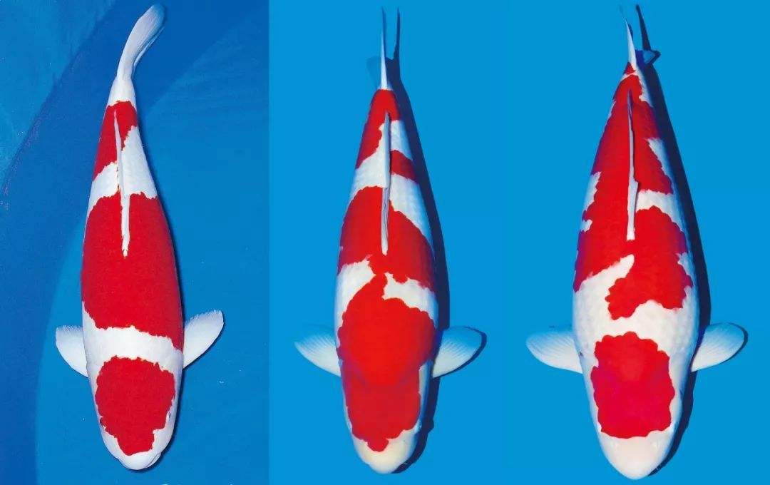 养鱼怎么训练鲤鱼吃饲料,如何正确饲喂锦鲤鱼