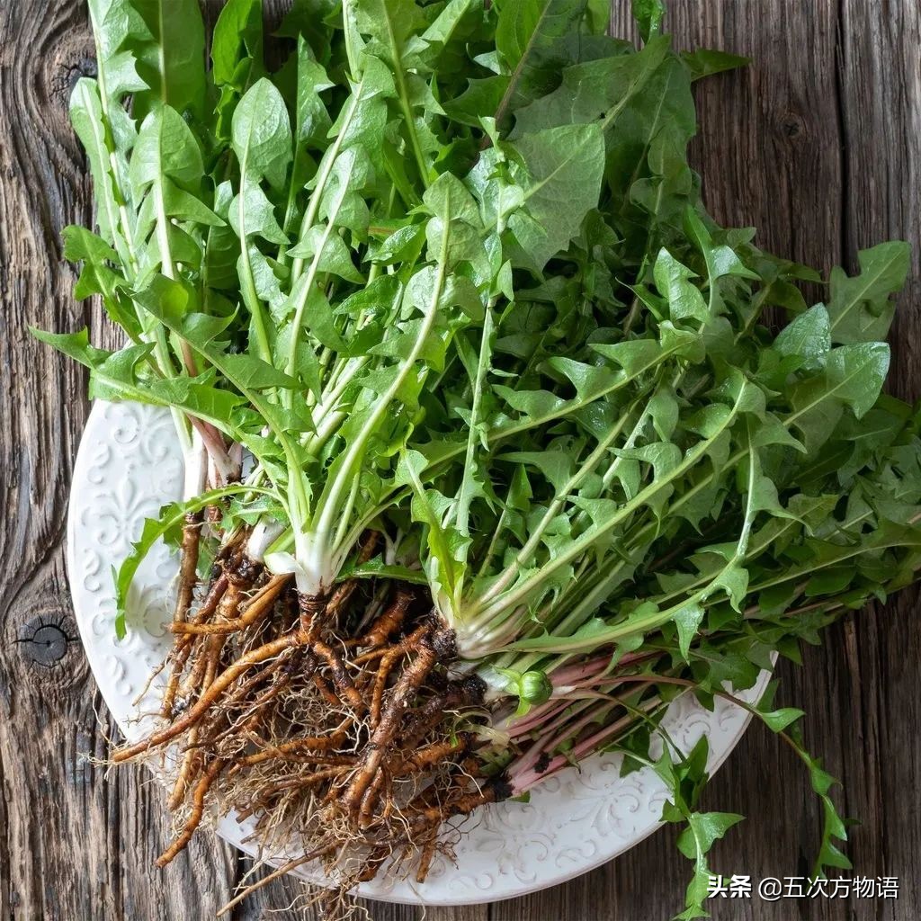 1分钟了解蒲公英,蒲公英科普知识资料大全