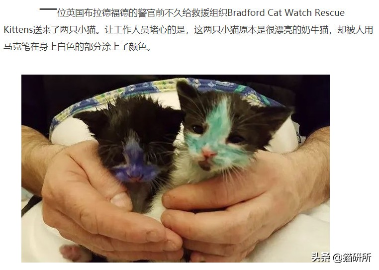 猫咪沾油怎么洗,猫咪沾满衣服怎么洗
