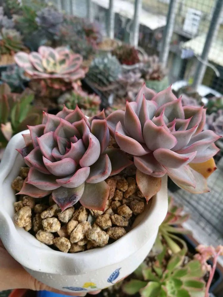 适合从小养到大的多肉,由小到大由浅入深