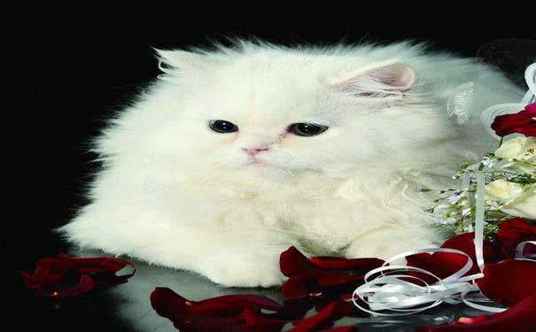 疫情期间禁止出行,疫情当下武汉禁止带宠物进城么