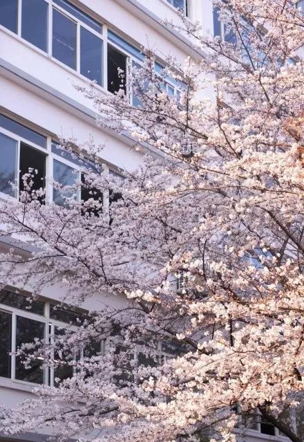 不输日本的3个赏樱地,何必舍近求远国内10大赏樱胜地