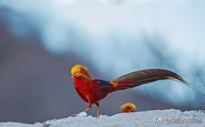 红腹锦鸡为何雌雄差别大,白腹锦鸡品种及图片