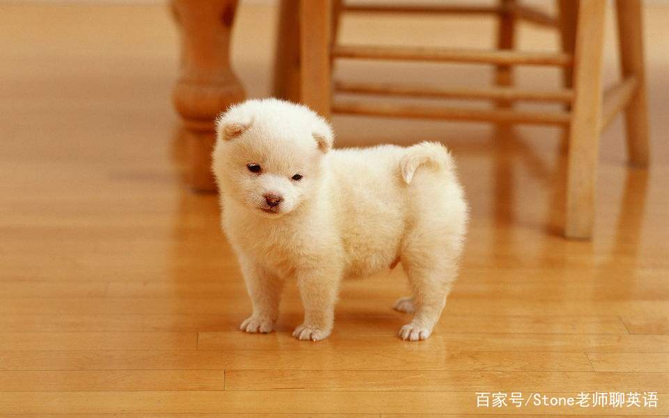 狗是dog，日子是day，dogday是*日的狗**？别在这搞笑了，认真看吧