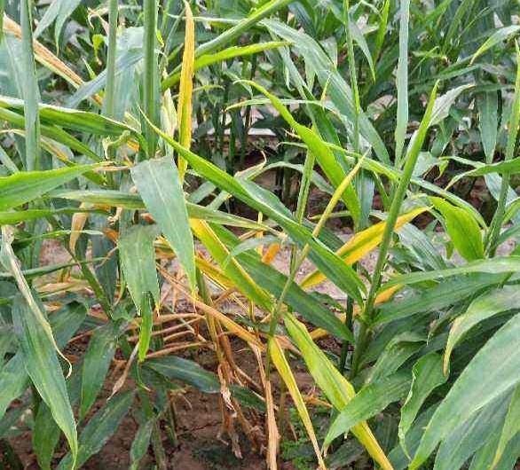 生姜枯萎病的最佳治疗方法,姜瘟病怎么治疗最有效