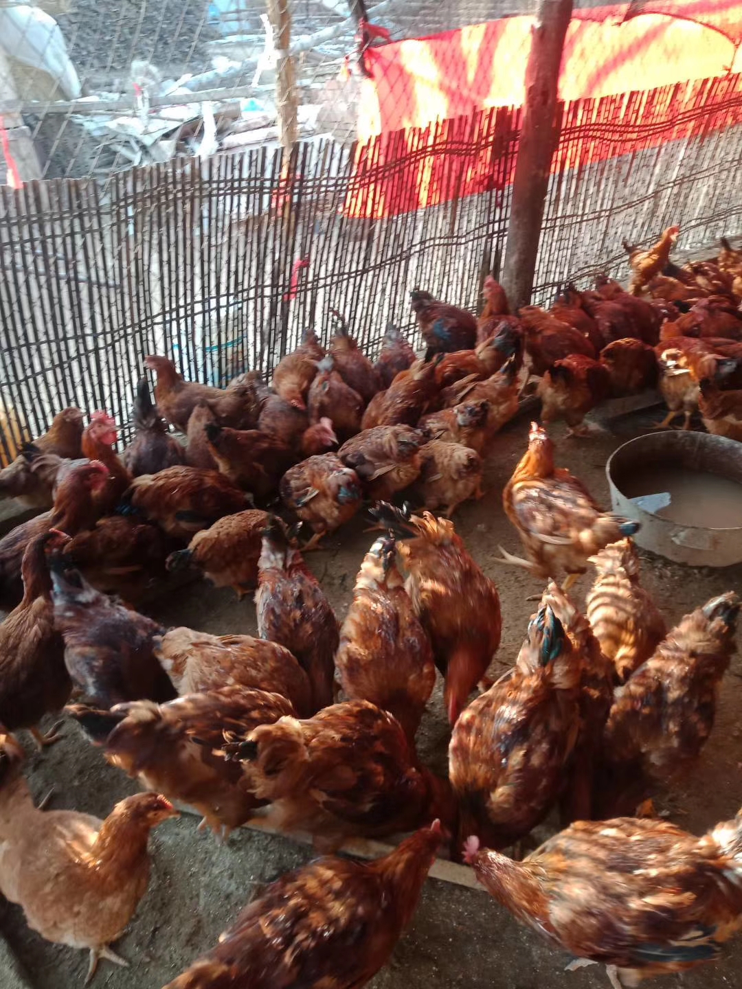 养鸡大小不均匀的解决方法,养鸡后期吃料少怎么办