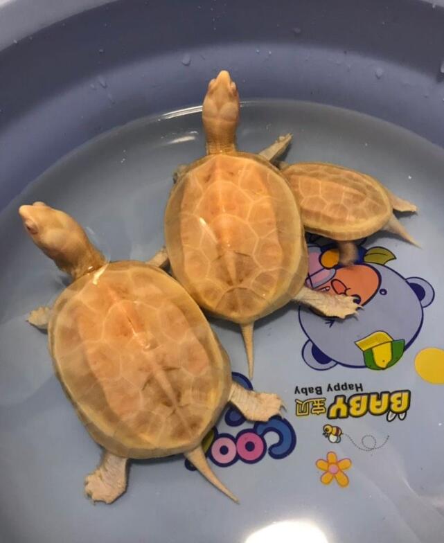 用盐腌乌龟会怎么样,养龟用盐