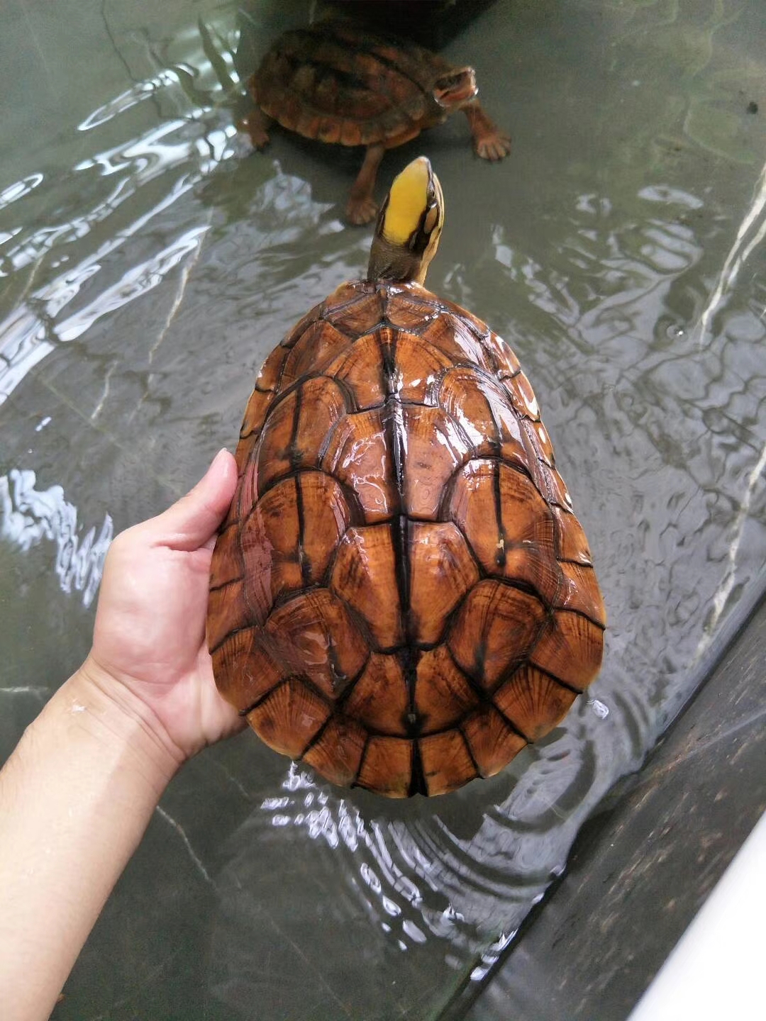 刚刚入手的龟怎么处理,买乌龟买到病龟怎么办
