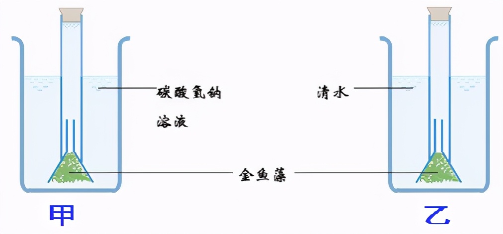 中考生物植物复习资料,初中生物结业总复习知识总结
