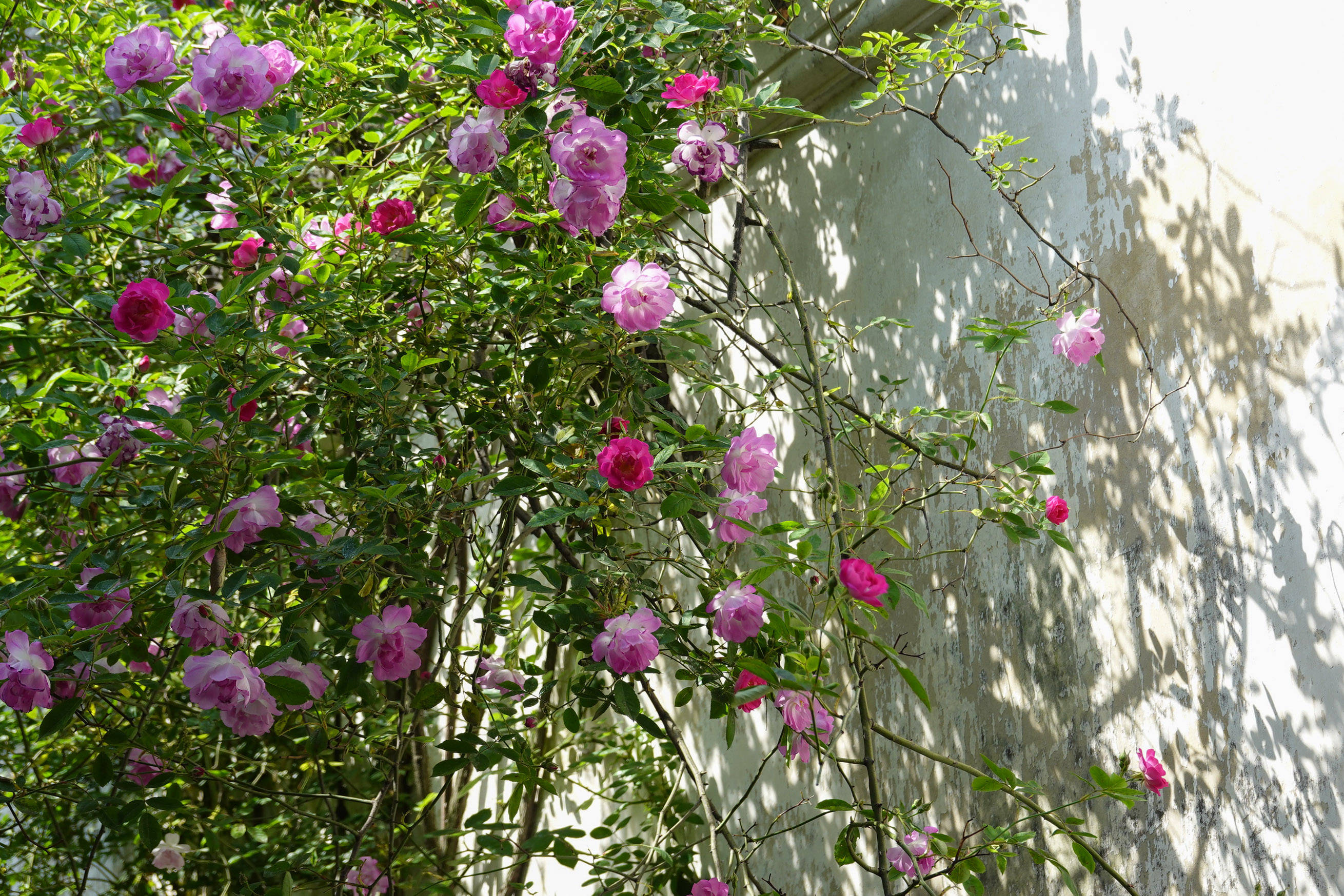 鑻忓窞鏃呮父灏忎紬鏃呮父鏀荤暐,鑻忓窞鏃呮父鏀荤暐灏忎紬鏅偣鎺ㄨ崘